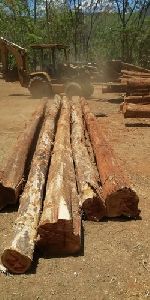 Costa Rica Teak Wood Logs