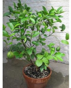 Lemon Plant