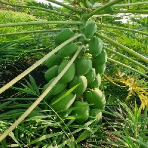 Papaya Plant