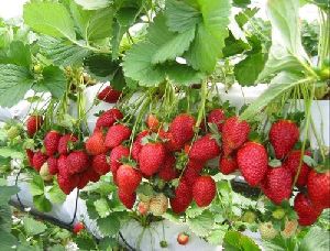 Strawberry Plant