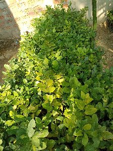 Seedless Lemon Plant