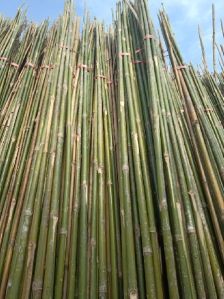 Bamboo