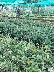 Amla Rootstock Plants