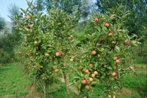 Apple Plants