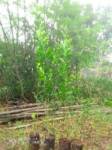 Lemon Plants