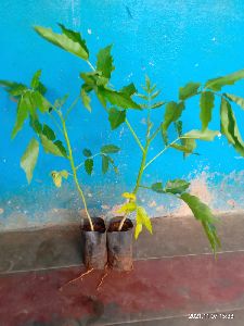 NEEM PLANTS