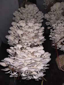 Fresh Oyster Mushroom