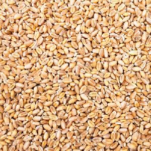 Wheat Grain