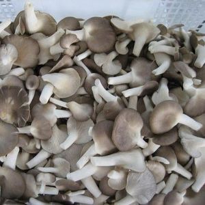 Sajor Caju Dry Mushroom