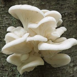 White Oyster Mushroom