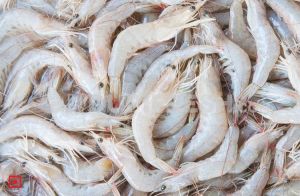 White Prawns