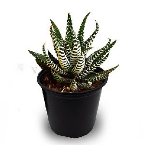 Haworthia Zebra Plant