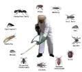 Pest Control Services