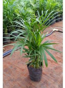 Areca Palm Plant