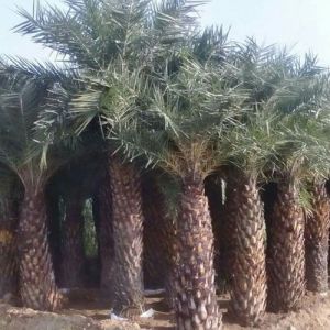 date palm trees