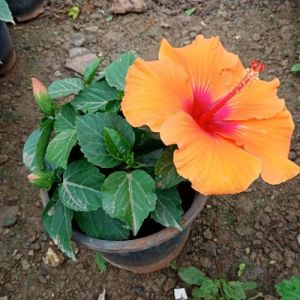 Hibiscus Flower Plant