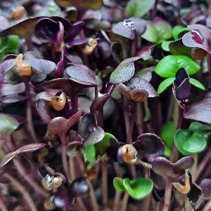 Microgreens