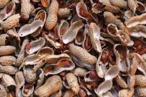 Groundnut Shell