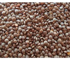 Whole Red Masoor Dal