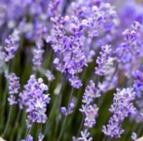 Fresh Lavender Flowers