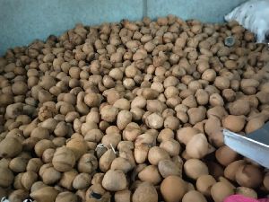 Dried Coconut