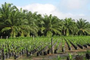 Palm Oil Plant