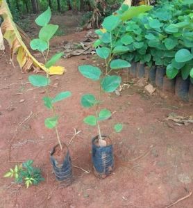 Red Sandalwood Plant