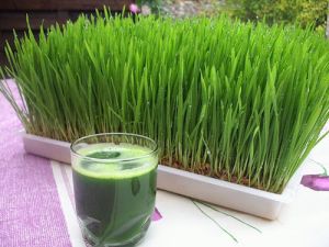 Wheatgrass Juice Extract