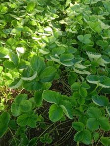 Winter Dawn Strawberry Plant Bare Root