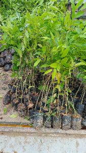 agarwood plants