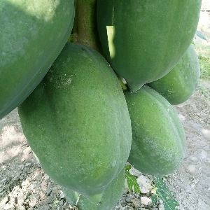 Fresh Papaya