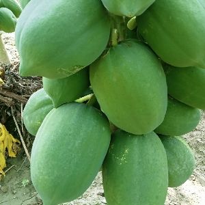 Papaya raw