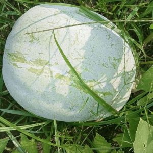 White pumpkin ( petha)