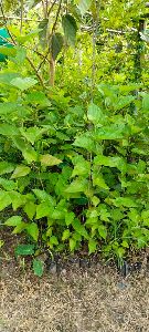 Mulberry Plants