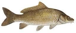 Common Carp Fresh Fish