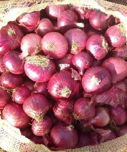 Nasik Red Onion