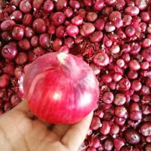 Red Onion