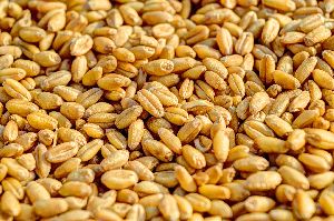 Wholesale WHEAT supplier