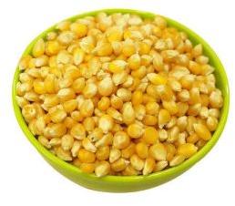 Organic Corn Seed