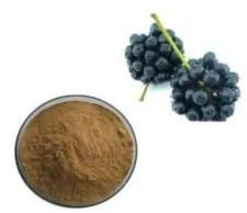 Siberian Ginseng Extract Powder