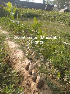 Grafted Mosambi Plant