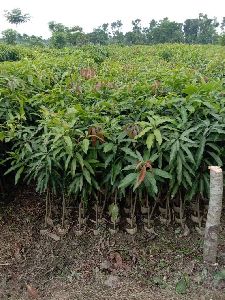 Kesar Mango Plant