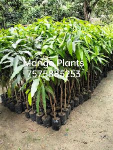 Langra Mango Plant