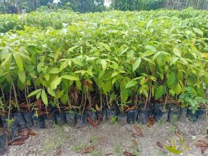 Mahogany Plant