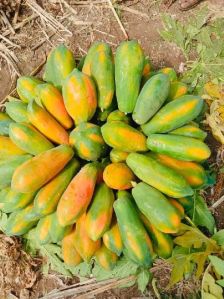 Red Lady Taiwan 786 Papaya Plant