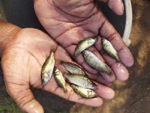 Sea Bass Fish Seeds