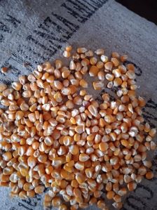 MAIZE ( MAKKA )