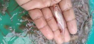 Red Pangasius