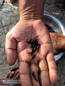 Tengra Fish seed (gulsha)