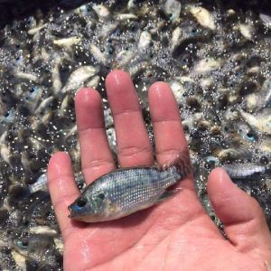 Monosex Tilapia Fish Seeds